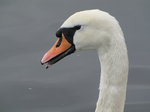 SX02816 Close up of swans head - Mute Swan [Cygnus Olor].jpg
